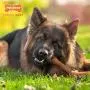 Nylabone Femur Bone Rawhide Alternative Power Chew Durable Dog Toy Bacon Flavor Large/Giant - Up to 50 lbs. Nylabone Femur Bone Rawhide Alternative Power Chew Durable Dog Toy Bacon Flavor Large/Giant - Up to 50 lbs.