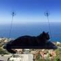 Kitty Cot Original Worlds Best Cat Perch Black Fabric Color