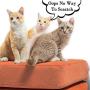 ZIME Cat Scratching Guard, 2 PCS Clear Premium Flexible Vinyl Pet Couch Protector Guards for Protecting Your Furniture, Stops Scratching Cats Furniture Protector (for Leather, M)