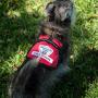 Premium Service Dog Mesh Harness Vest - Includes 5 Federal Law Cards