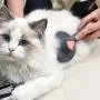 PAKEWAY Soft Slicker Cat Brush Dog Brush, with Self Cleaning Function, Pet Grooming Comb Gently Removes Long and Loose Undercoat PAKEWAY Soft Slicker Cat Brush Dog Brush, with Self Cleaning Function, Pet Grooming Comb Gently Removes Long and Loose Undercoat