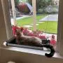 Lcybem Cat Hammocks for Window - Seat Suction Cups Space Saving Cat Bed, Pet Resting Seat Safety Cat Window Perch for Large Cats, Providing All Around 360° Sunbath for Indoor, Weighted up to 33lbs Lcybem Cat Hammocks for Window - Seat Suction Cups Space Saving Cat Bed, Pet Resting Seat Safety Cat Window Perch for Large Cats, Providing All Around 360° Sunbath for Indoor, Weighted up to 33lbs
