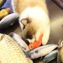 Sarahair Pet Cat Catnip Toy, Pet Cat Kitten Interactive Plush Mint Fish Toy Gift