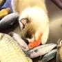 Sarahair Pet Cat Catnip Toy, Pet Cat Kitten Interactive Plush Mint Fish Toy Gift Sarahair Pet Cat Catnip Toy, Pet Cat Kitten Interactive Plush Mint Fish Toy Gift