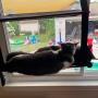 Cat Window Perch Window Hammock for Large Cat Double Resting Cat Window Seat Pet Durable Bed Safety Space Saving Holds for Any Indoor Cat Size 6 Suction Cups