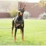 4Knines Dog Harness 4Knines Dog Harness