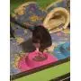 STAYbowl Tip-Proof Ergonomic Pet Bowl for Guinea Pig and Other Small Pets, 1/4-Cup Small Size, Lilac (Purple) STAYbowl Tip-Proof Ergonomic Pet Bowl for Guinea Pig and Other Small Pets, 1/4-Cup Small Size, Lilac (Purple)