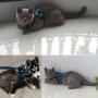 BroBear Pet Stars Vest Mesh Harness and Leash Set Blue for Cats & Small Dogs Blue