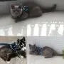 BroBear Pet Stars Vest Mesh Harness and Leash Set Blue for Cats & Small Dogs Blue BroBear Pet Stars Vest Mesh Harness and Leash Set Blue for Cats & Small Dogs Blue