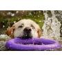 Puller Unique Dog Toy Purple Rings(2 Items) for Every Day Outdoor Training