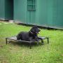 Veehoo Chew Proof Elevated Dog Bed - Cooling Raised Pet Cot for Large Dog - Rustless Aluminum Frame and Durable Textilene Mesh Fabric, Unique Designed No-Slip Feet for Indoor or Outdoor Use