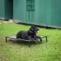 Veehoo Chew Proof Elevated Dog Bed - Cooling Raised Pet Cot for Large Dog - Rustless Aluminum Frame and Durable Textilene Mesh Fabric, Unique Designed No-Slip Feet for Indoor or Outdoor Use Veehoo Chew Proof Elevated Dog Bed - Cooling Raised Pet Cot for Large Dog - Rustless Aluminum Frame and Durable Textilene Mesh Fabric, Unique Designed No-Slip Feet for Indoor or Outdoor Use