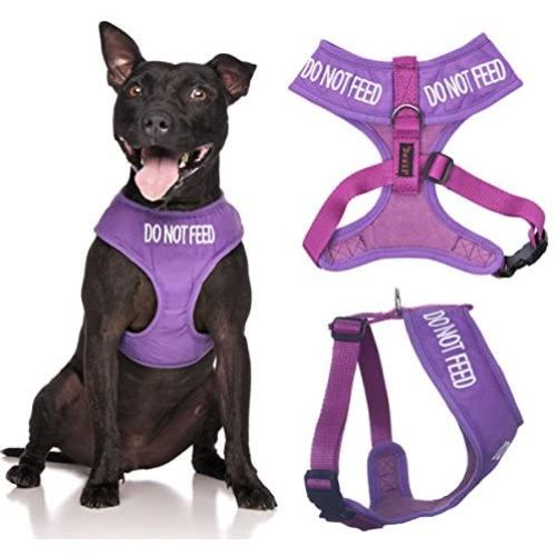 Do Not Feed Purple Color Coded Waterproof Padded Adjustable Alert Warning Medium Vest Dog Harness Prevents Accidents By Warning Others of Your Dog in Advance