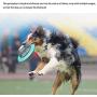 Dog Chew Toy Toothbrush Stick Rubber Bite Resistant Molar Stick Dog Toy Molar Toy 6.4×4.4 Inch
