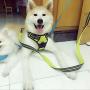 OLizee Reflective Nylon No-Pull Dog Harness and Training Leash Set Padded Durable Adjustable(S, Green Set)