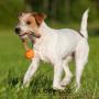 MAJORDOG Speed Sling Ball Dog Toy