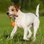 MAJORDOG Speed Sling Ball Dog Toy