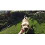GoPro Fetch Dog Harness - Official GoPro Mount
