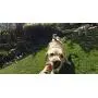 GoPro Fetch Dog Harness - Official GoPro Mount