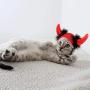Weewooday 4 Pieces Halloween Pet Costume Set Including 2 Vampire Costume Cloaks 1 Pet Witch Hat and 1 Horn Hat for Cat and Dog Role Play Party Supplies