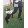 kANOHAVOk Dog Pet Large Treat Bag, Training Pouch with Shoulder Strap, Multifunctional Pockets, Belt Loop and Waistband Hook for Security, Storage for Treats, Toys, and Accessories