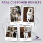 Lillian Ruff Brightening & Whitening Shampoo for Dogs – Tear Free Coconut Scent with Aloe for Dry & Sensitive Skin – Adds Shine & Luster to Coats