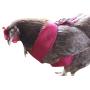 Omnipet Chicken Mesh Harness Small Blue