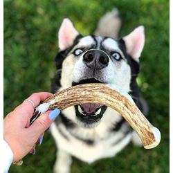 Perfect Pet Chews - Deer Antler Dog Chew (X-Large - Dog Weight 70-100 Lbs) and Large Elk Antler Burr Bundle