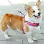 CHBORLESS Reflective Pet Dog Harness and Leash Set Wide Thick Comfortable Neck Chest Strap Padded Cotton Handle Nylon Dog Leash CHBORLESS Reflective Pet Dog Harness and Leash Set Wide Thick Comfortable Neck Chest Strap Padded Cotton Handle Nylon Dog Leash