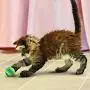 KONG - Cat Active Tennis Balls with Bells - Juguete para gatos con un cascabel dentro - Pack de 3 KONG - Cat Active Tennis Balls with Bells - Juguete para gatos con un cascabel dentro - Pack de 3