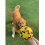 Wola Dog Soccer Ball, Size 3 with Free Pump, Made Out of 100% Natural Rubber, Non-Toxic Dog Toy - Rope & Tug Dog Toy