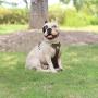 Dog Harness Heavy Duty 3M Reflective Oxford Puppy Vest Non Pulling with 2 Leash Clips