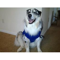 Surgi Snuggly E Collar Alternative, Created By A Veterinarian Specifically to Fit Your Dog, X-Large Long