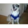 Surgi Snuggly E Collar Alternative, Created By A Veterinarian Specifically to Fit Your Dog, X-Large Long