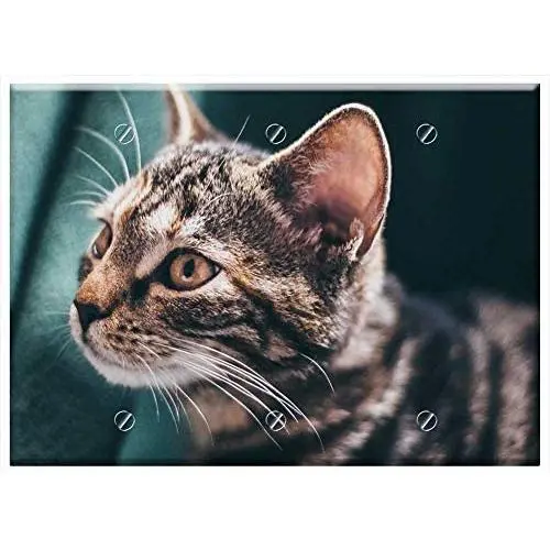 Triple Blank Wall Plate Cover - Cat Domestic Cat Tiger Cat Pet Mackerel Triple Blank Wall Plate Cover - Cat Domestic Cat Tiger Cat Pet Mackerel