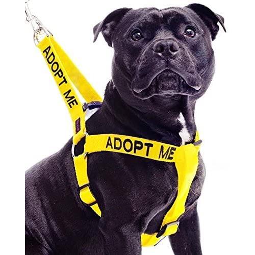 Dexil Limited Adopt ME Yellow Color Coded L-XL Non-Pull Dog Harness (New Home Needed) Donate to Your Local Charity