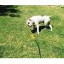 WATERBONE: First Water Sprinkler for Dogs!