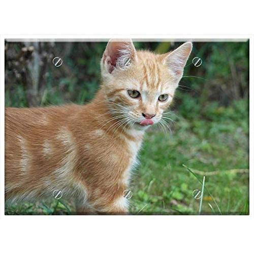 Triple Blank Wall Plate Cover - Cat Domestic Cat Young Cat Dear Pet Cat Eyes 1