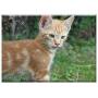 Triple Blank Wall Plate Cover - Cat Domestic Cat Young Cat Dear Pet Cat Eyes 1