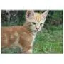 Triple Blank Wall Plate Cover - Cat Domestic Cat Young Cat Dear Pet Cat Eyes 1 Triple Blank Wall Plate Cover - Cat Domestic Cat Young Cat Dear Pet Cat Eyes 1