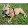 Tre Ponti Fibbia Small Dog Harness with Adjustable Belly Strap, 3.5 cm, Red