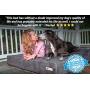 Big Barker 7'' Pillow Top Orthopedic Dog Bed for Large and Extra Large Breed Dogs (Sleek Edition)