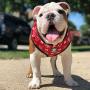 Fresh Pawz - Adjustable Mesh Harness