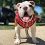 Fresh Pawz - Adjustable Mesh Harness Fresh Pawz - Adjustable Mesh Harness