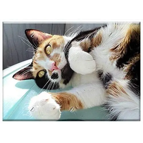 Triple Blank Wall Plate Cover - Cat Yellow Eyes Tricolor Cat Cute Feline Pet Triple Blank Wall Plate Cover - Cat Yellow Eyes Tricolor Cat Cute Feline Pet