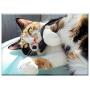 Triple Blank Wall Plate Cover - Cat Yellow Eyes Tricolor Cat Cute Feline Pet