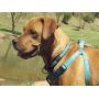 Rogz Utility Large 3/4-Inch Reflective Fanbelt Adjustable Dog Step-in-Harness