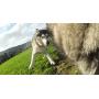 GoPro Fetch Dog Harness - Official GoPro Mount