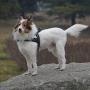 Dog Harness Easy Walk for Dogs Pug Life with Easy On and Off Reflective Vest and Padded Adjustable Gentle Lead