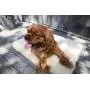 HuggleHounds Hugglefleece Dog Bed Mat, Plush Soft and Durable, Machine Washable Bed HuggleHounds Hugglefleece Dog Bed Mat, Plush Soft and Durable, Machine Washable Bed